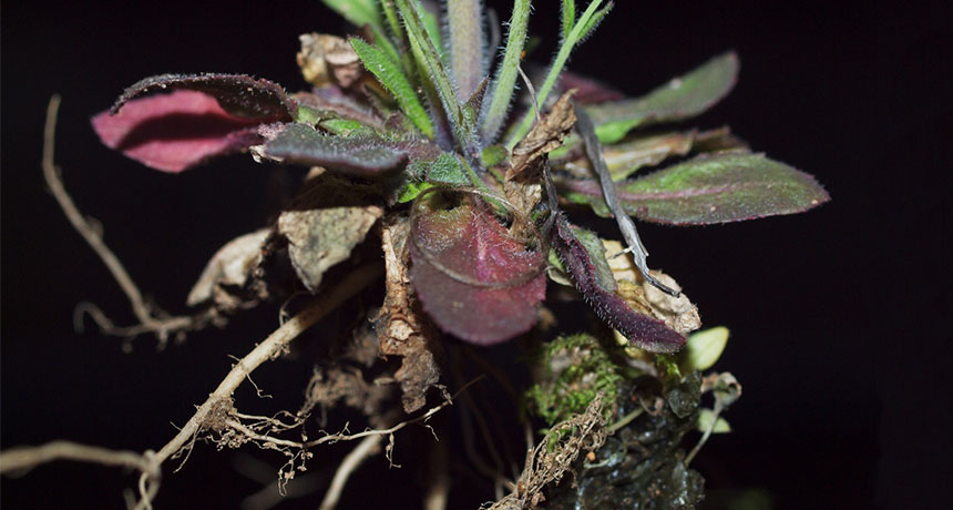 roots of a weed called Arabidopsis thaliana