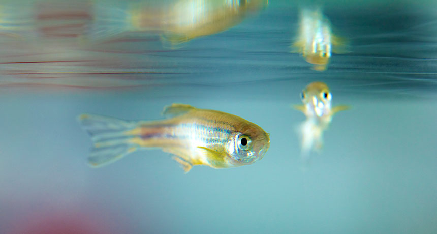 zebrafish