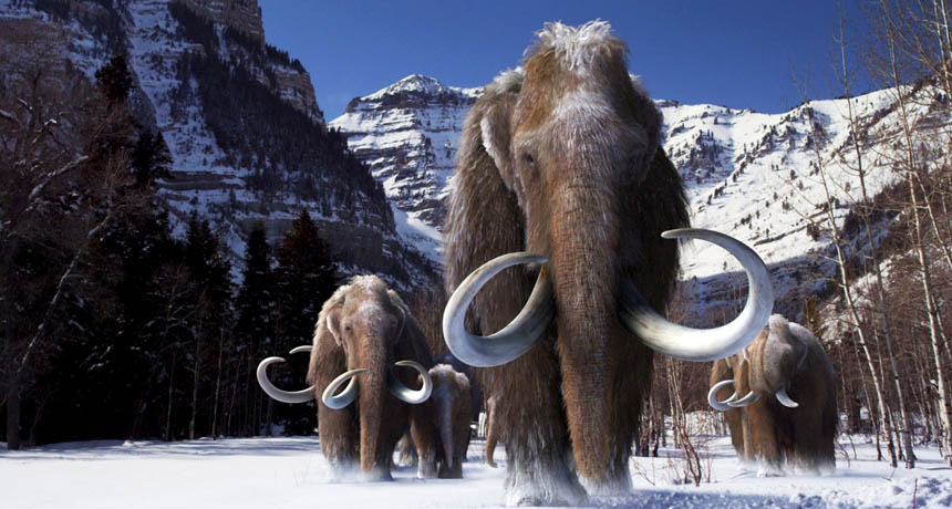 Woolly mammoths