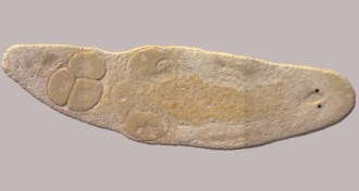 Macrostomum hystrix flatworm
