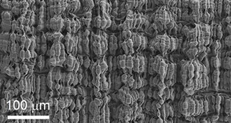 Folded layers of carbon nanotubes