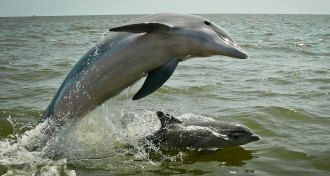 dolphin and baby dolphin