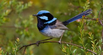 male superb fairy wren