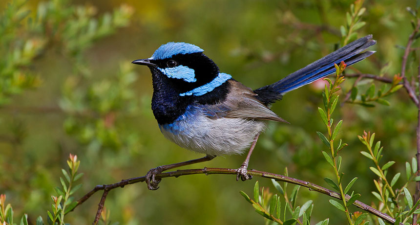 male superb fairy wren
