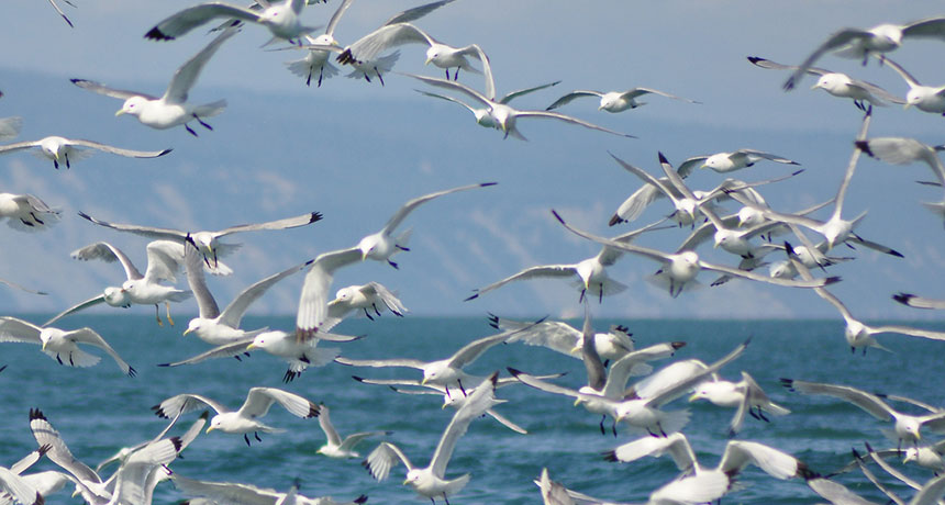 flock of kittiwakes