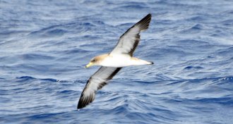 Cory's shearwater