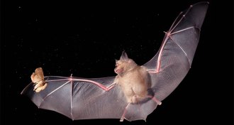 bat hunting a moth