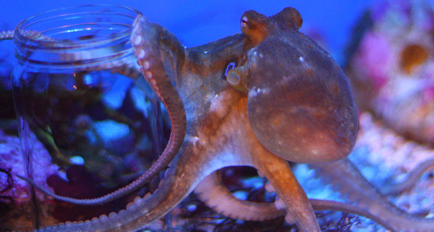 California two-spot octopus