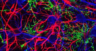 Neurons and glia