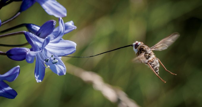 long-tongued fly