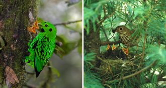 whitehead's broadbill and hermit thrush