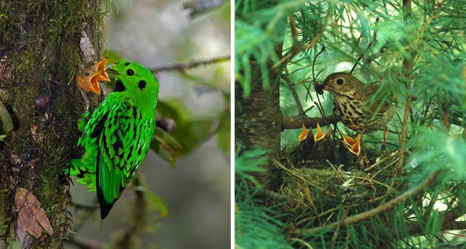 whitehead's broadbill and hermit thrush
