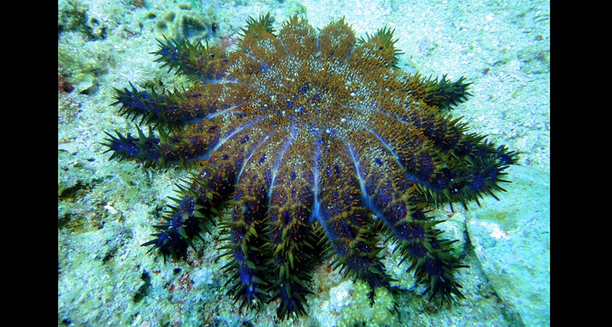 crown-of-thorns starfish