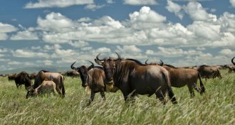 wildebeest