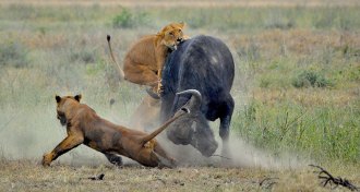 Lions attacking cape buffalo