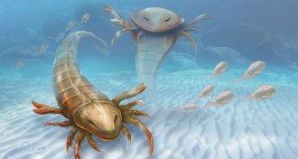 illustration of giant sea scorpion