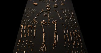 Array of hominid fossils
