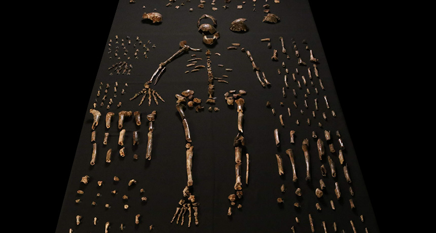 Array of hominid fossils