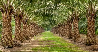 Oil palm plantation
