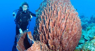 Diver with giant barrel sponge