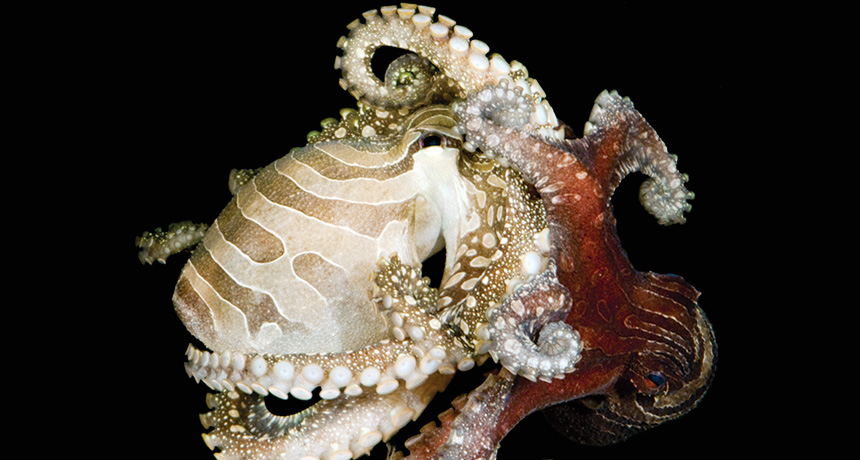 Octopus