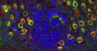 mouse entorhinal cortex