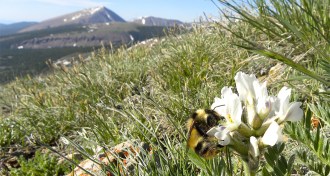 alpine bee feeding on flower