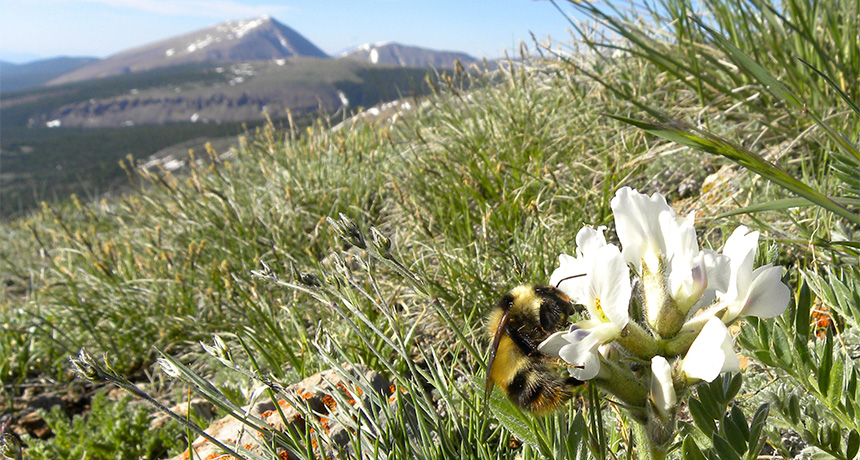 alpine bee feeding on flower