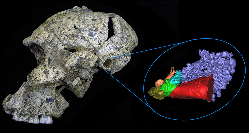 Paranthropus robustus skull and ear anatomy