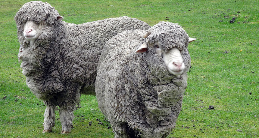 Merino sheep