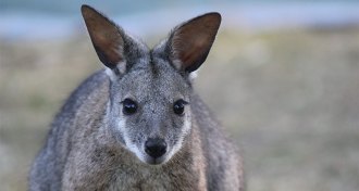 Tammar Wallaby