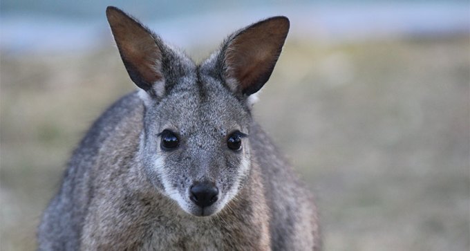 Tammar Wallaby