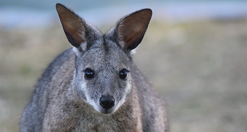 Tammar Wallaby