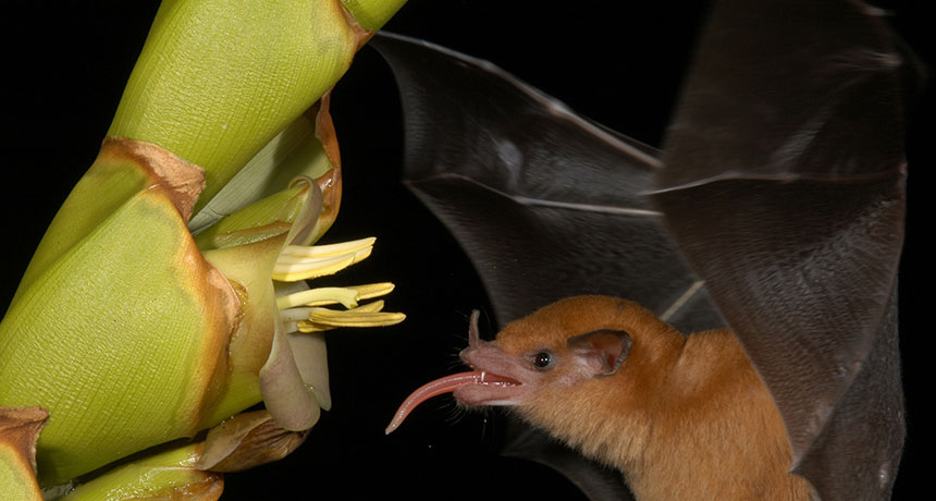 Lonchophylla robusta bat