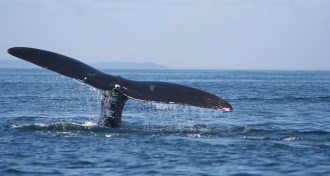 baleen whale tail