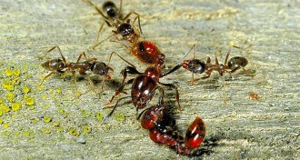 ants fighting