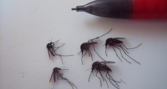 Arctic mosquitoes with pencil