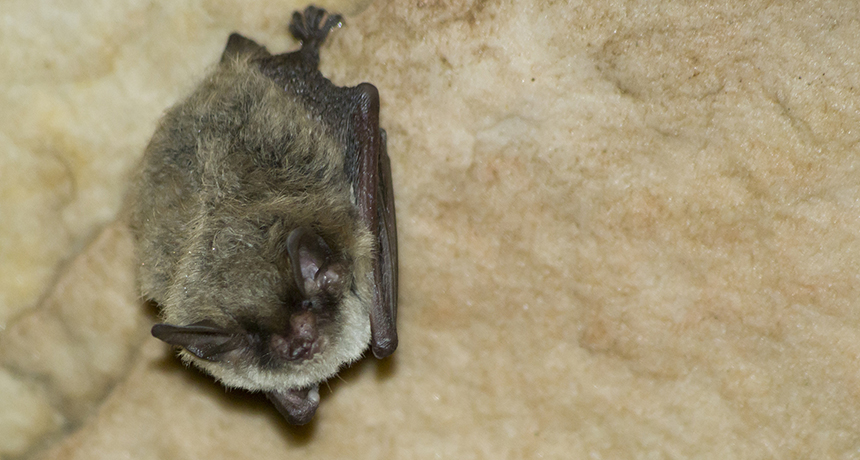 Myotis septentrionalis bat