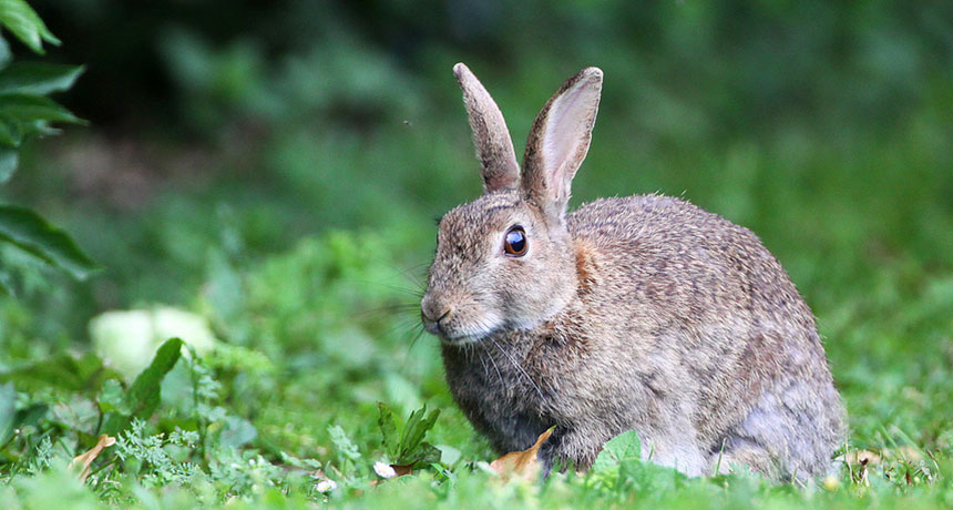 European rabbit