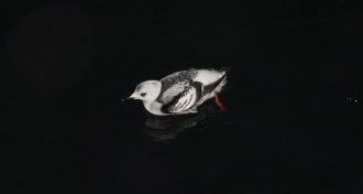 black guillemot