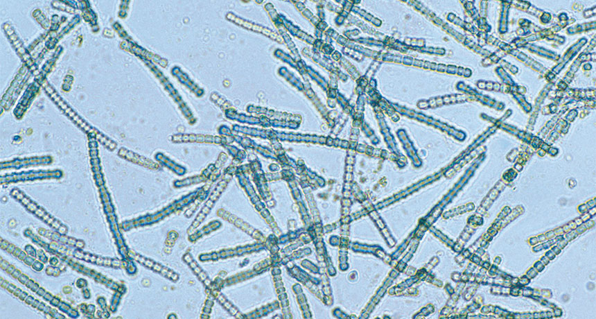 cyanobacteria