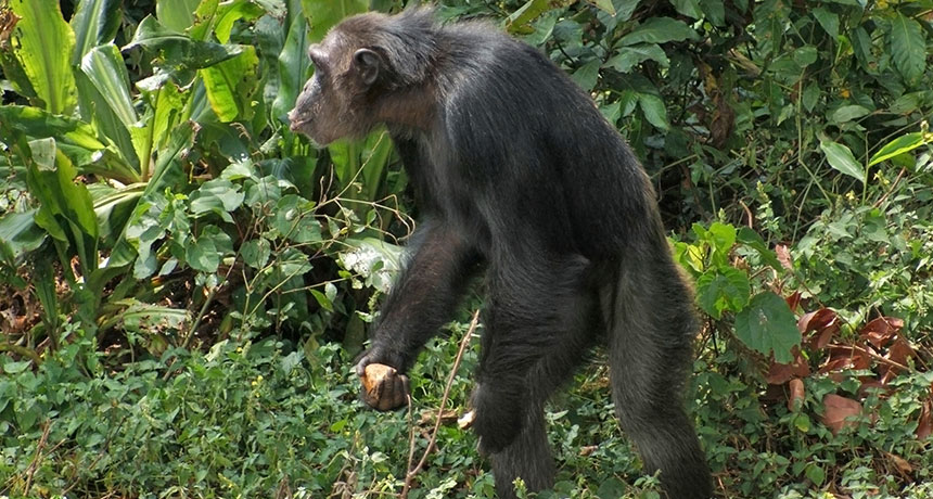 walking chimp