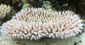 staghorn coral
