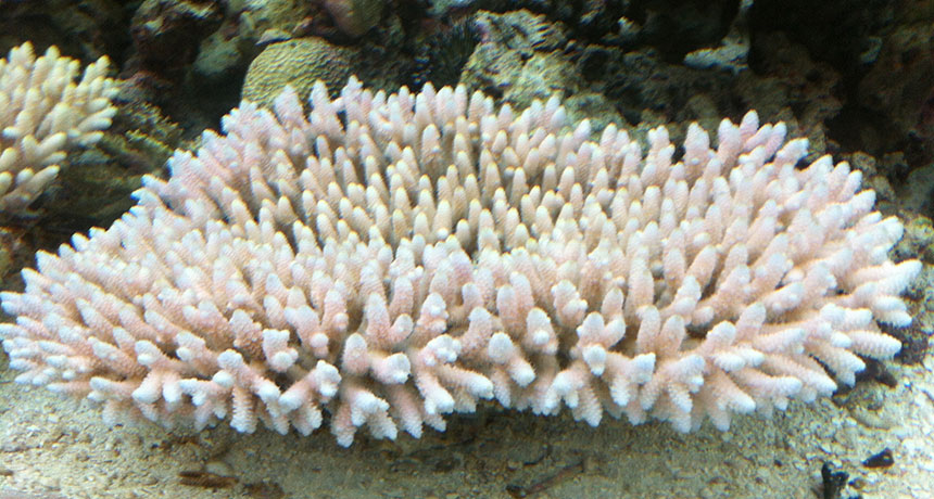 staghorn coral