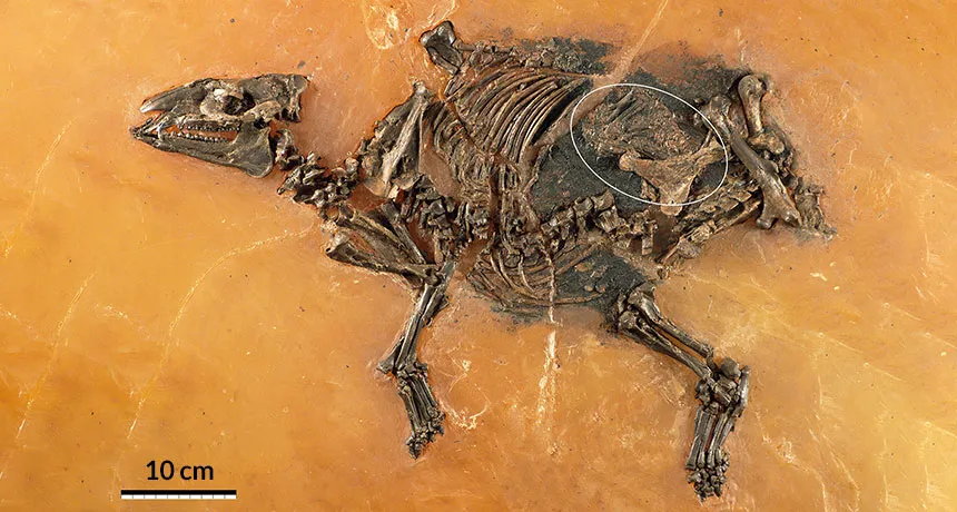 horse fetus fossil
