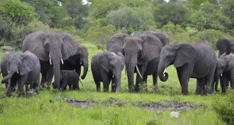a herd of elephants