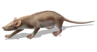 illustration of Spinolestes xenarthrosus