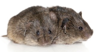 prairie voles