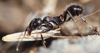 a harvester ant