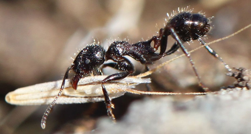 a harvester ant